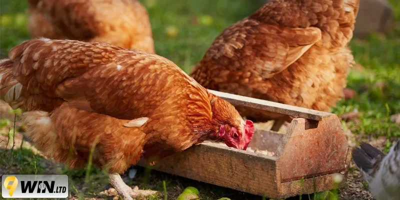 Chế độ ăn uống của gà tại 9WIN