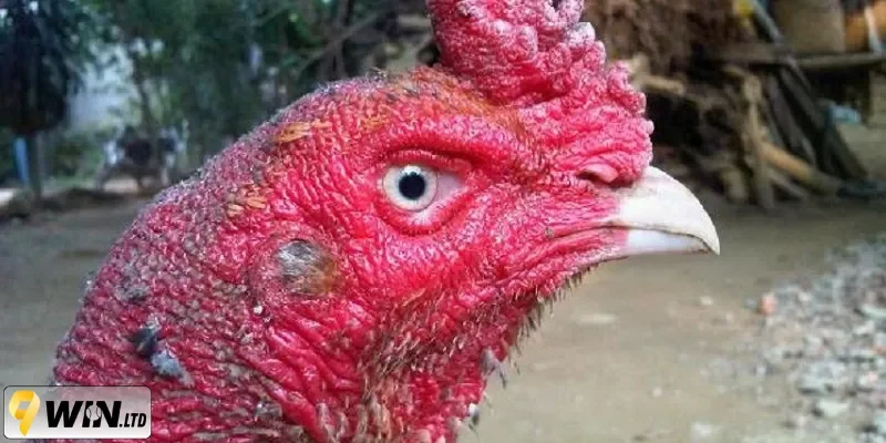 Chọn gà đá hay 9WIN dựa vào tướng mắt