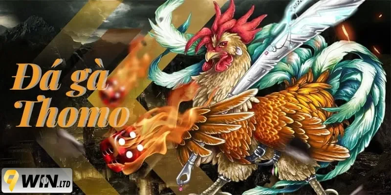 đá gà Thomo 9Win