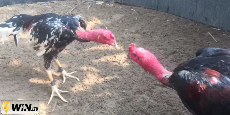 Dựa vào dáng đi và dáng ngủ