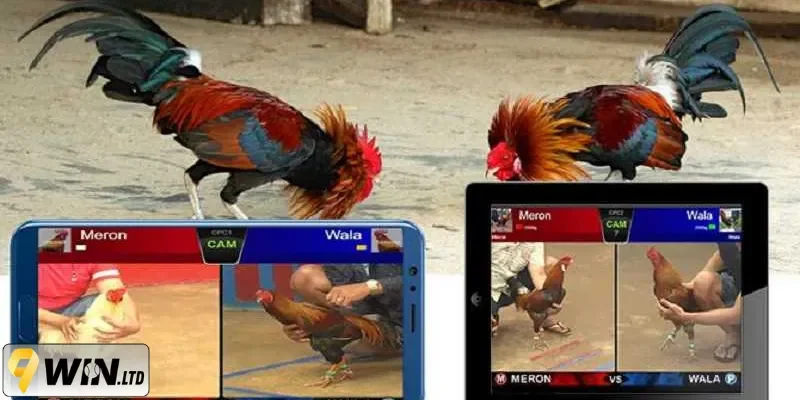 Phân định thắng thua trong sabong online