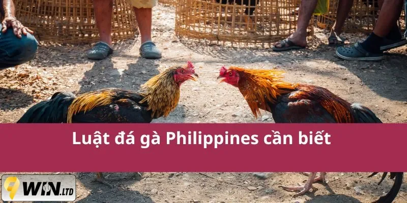 Phổ cập đá gà Philippines 9Win
