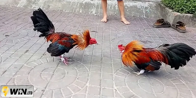 Thực hiện vần đòn hàng tháng