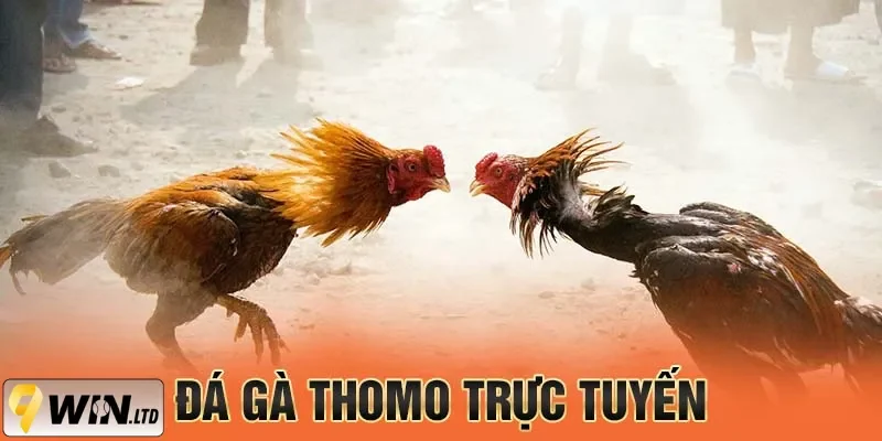 Tìm hiểu về đá gà Thomo tại 9Win