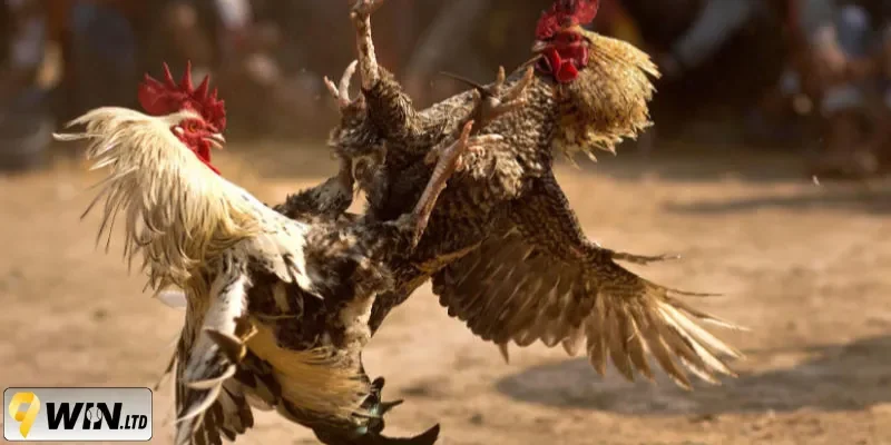 Xem xét phần cánh của chiến kê